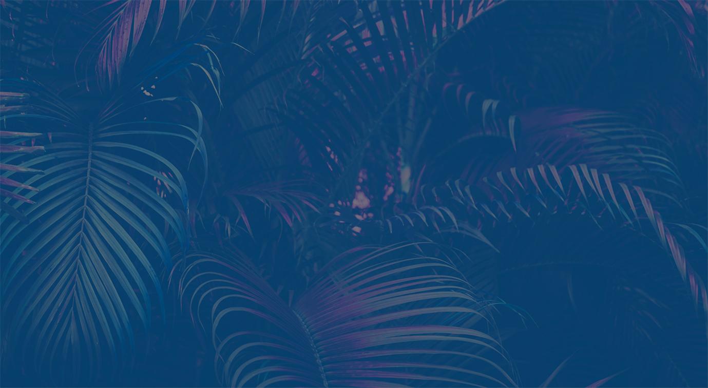 Palm trees at night